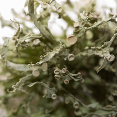 Ramalina fraxinea