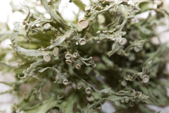 Ramalina fraxinea