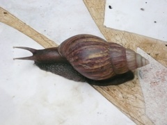 Lissachatina fulica