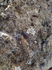 Porcellio monticola
