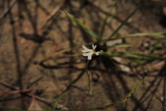 Stylidium capillare