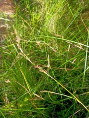 Machaerina rubiginosa