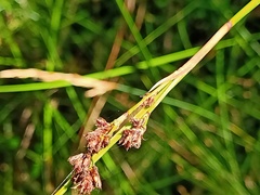 Machaerina rubiginosa