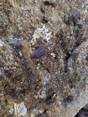 Porcellio monticola
