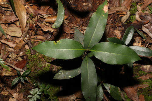 Image of Notelaea johnsonii by (c) Greg Tasney, some rights reserved (CC BY-SA)