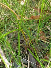 Machaerina rubiginosa