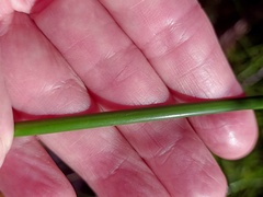 Machaerina rubiginosa