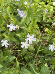 Vinca