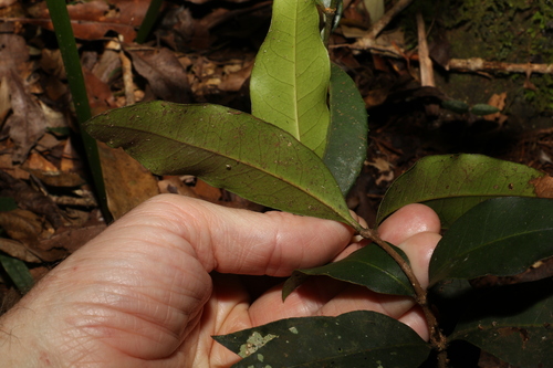 Image of Notelaea johnsonii by (c) Greg Tasney, some rights reserved (CC BY-SA)