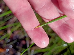 Machaerina rubiginosa