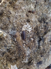 Porcellio monticola