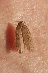 Agonopterix heracliana