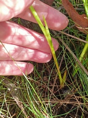 Machaerina rubiginosa