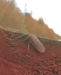 Agonopterix heracliana