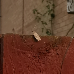 Agonopterix heracliana