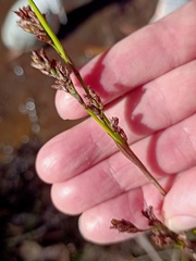 Machaerina rubiginosa