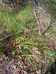 Machaerina rubiginosa