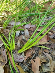 Machaerina rubiginosa