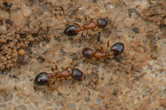 Leptothorax