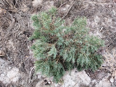 Halostachys belangeriana