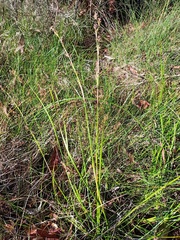 Machaerina rubiginosa