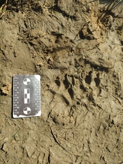 Canis familiaris