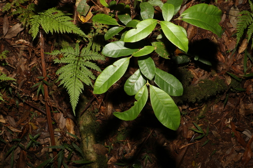 Image of Lenwebbia prominens by (c) Greg Tasney, some rights reserved (CC BY-SA)