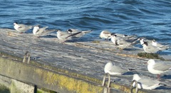 Sterna hirundo hirundo
