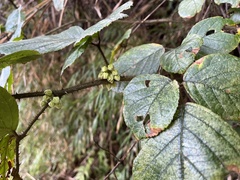 Rubus wallichianus