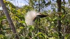 Toxocarpus wightianus