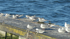 Sterna hirundo hirundo