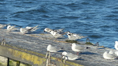 Sterna hirundo hirundo