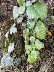 Rubus wallichianus
