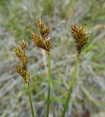 Carex leporina