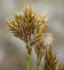 Carex leporina