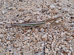 Tenodera australasiae