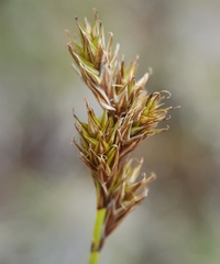Carex leporina