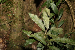 Carronia multisepalea