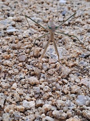 Tenodera australasiae