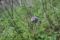 Phacelia hubbyi