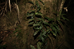 Carronia multisepalea