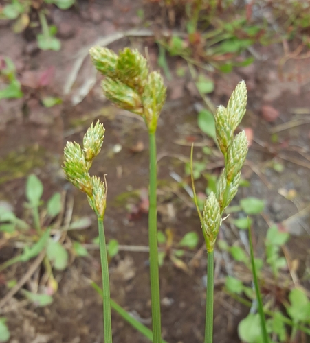 Carex balfourii image