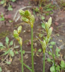 Image of Carex balfourii