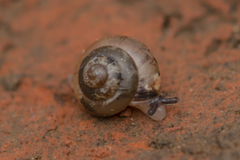 Kaliella