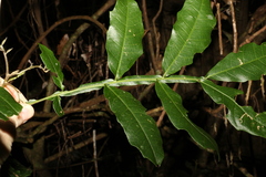 Harpullia alata