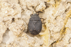 Armatillus verrucosus