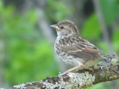 Spizella passerina
