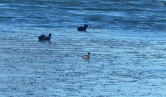 Tachybaptus ruficollis capensis