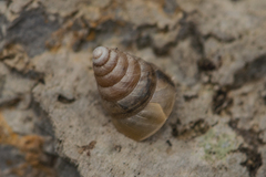 Pseudobuliminus buliminoides