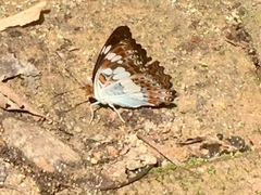 Moduza procris milonia